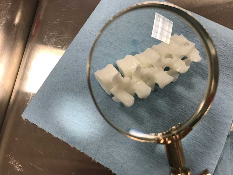 3d printed vetebrae under a microscope