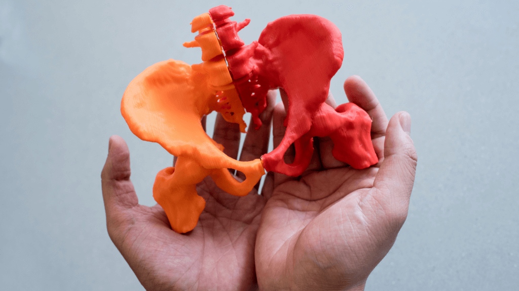 Student holding a small 3D printed pelvis