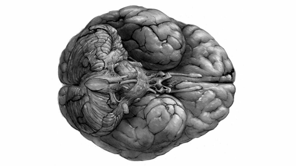 Brain illustration