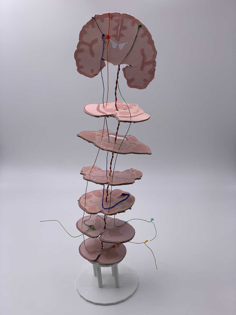 Brain-stem model