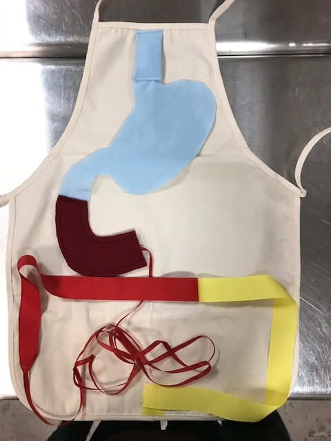 Anatomy apron process