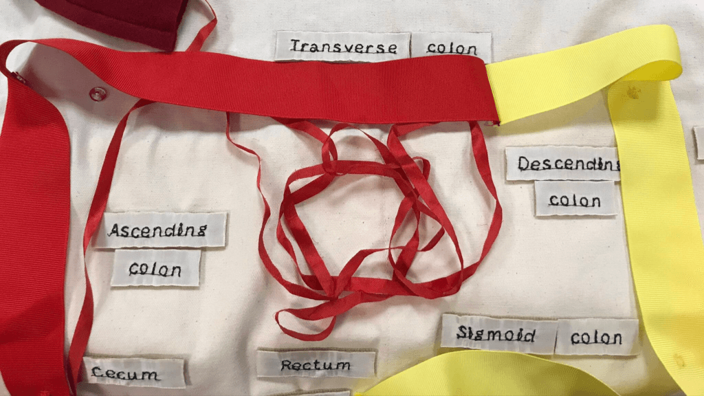 anatomy apron