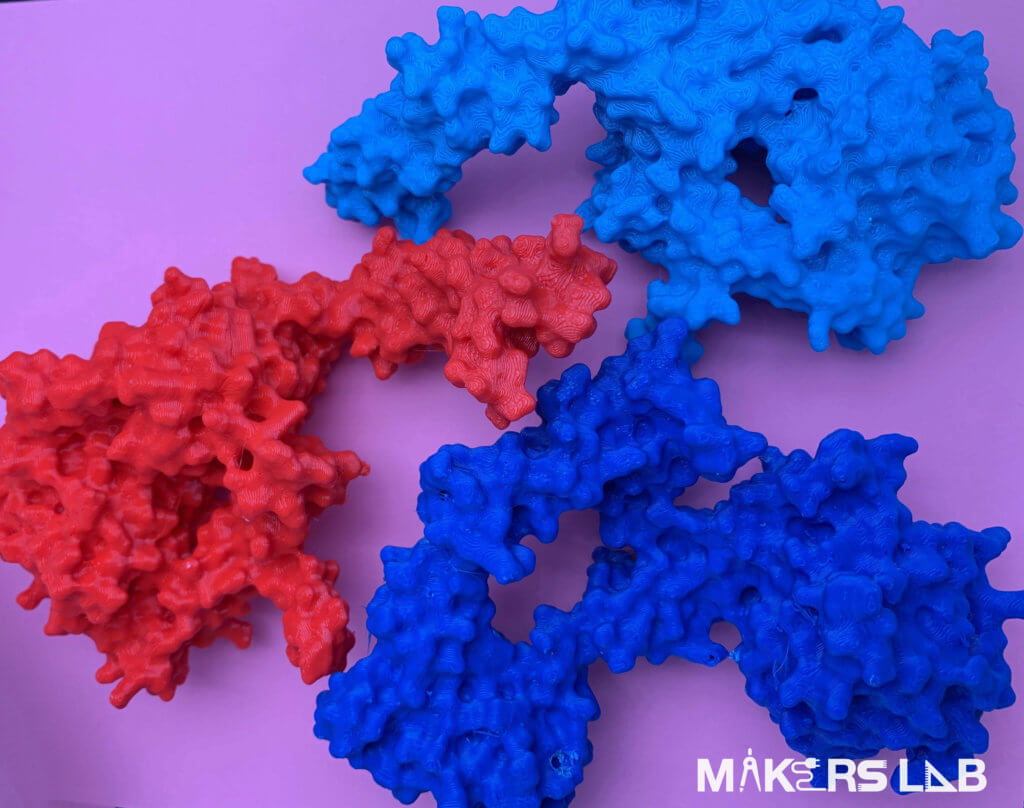 Makers Lab 3D printed protein structures