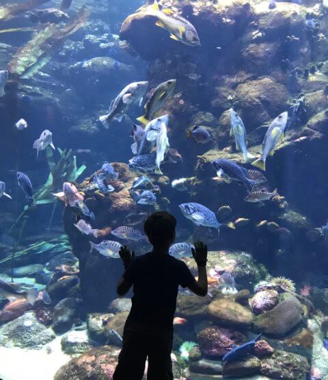Child looking at aquarium