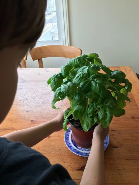 Child holding basil plant.