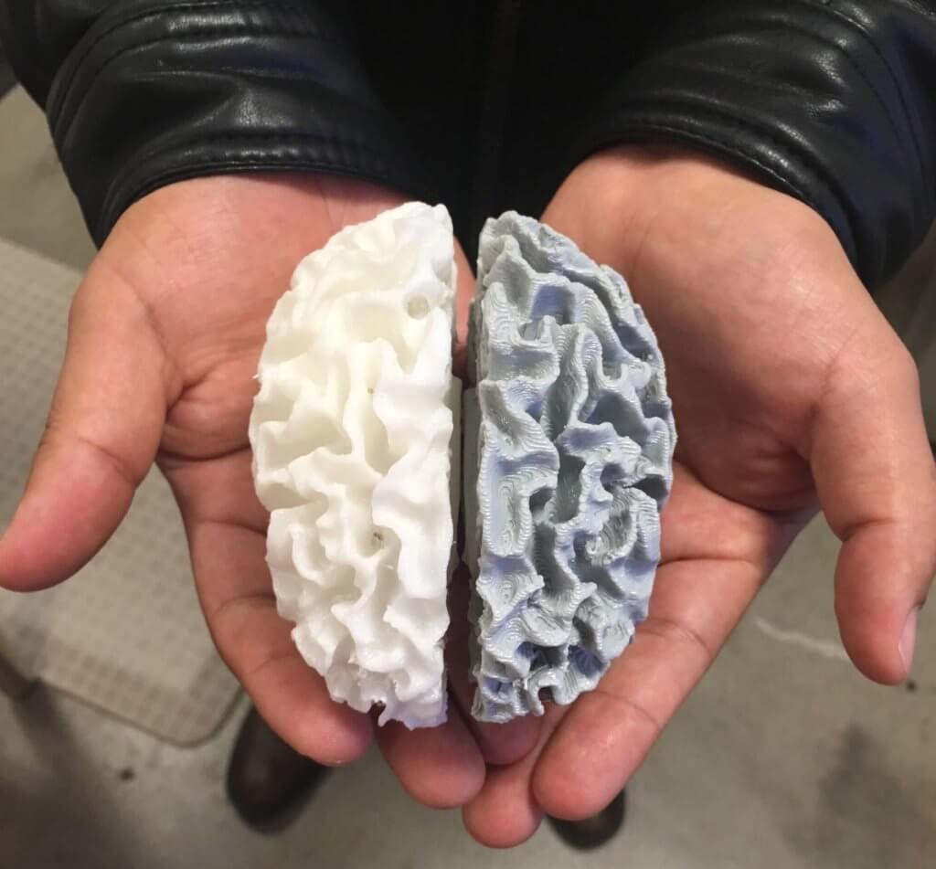 Hands holding 3D printed brain model