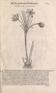 De Materia Medica 2