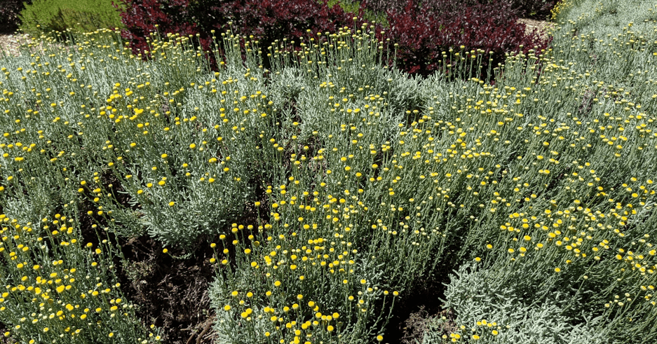 Filoli Bontanical Garden