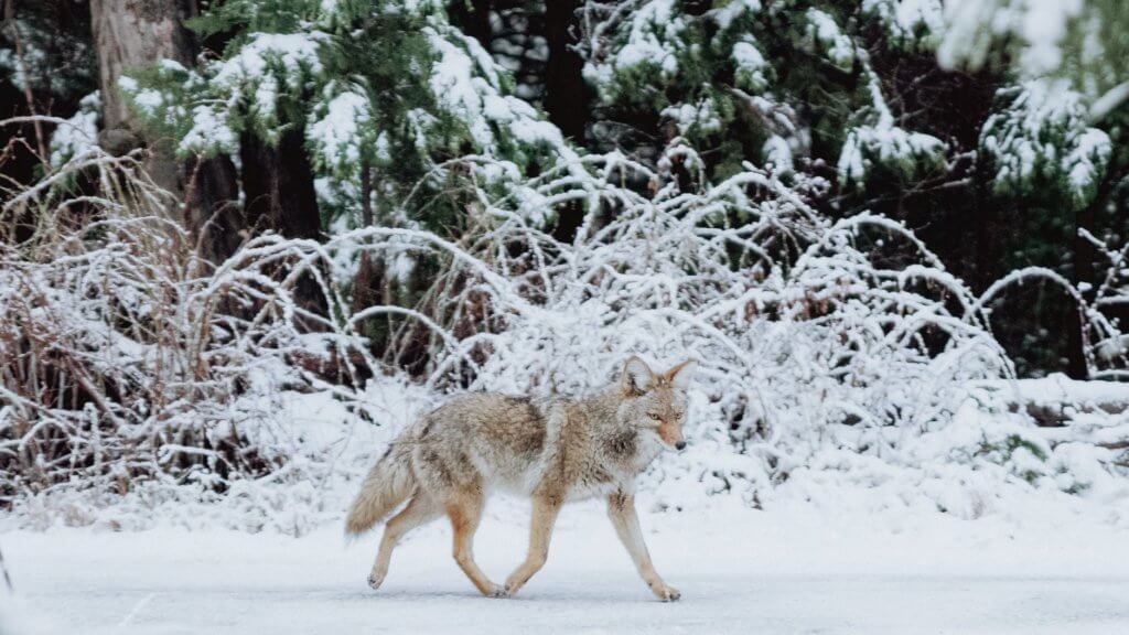 A coyote in a snowy Yosemite Valley