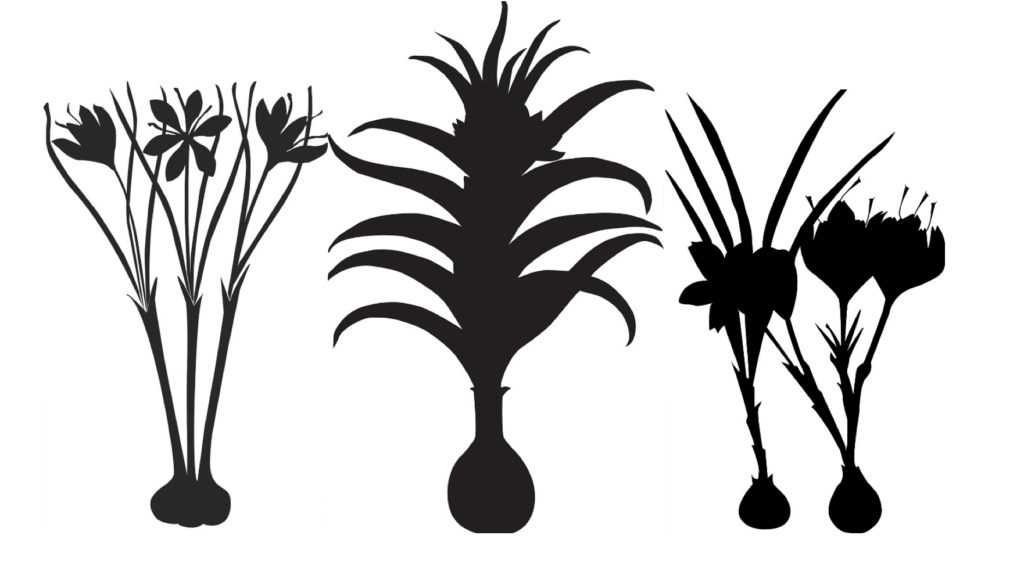 4 Saffron Sillouette