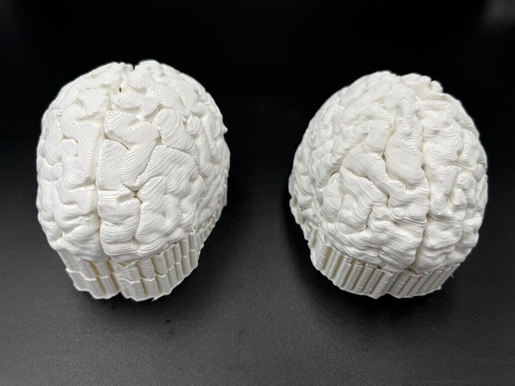 3D printed brains in lightbox unpainted and supports attached.