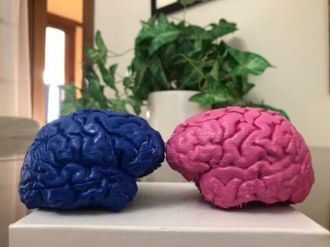 Image of two painted 3D printed brains