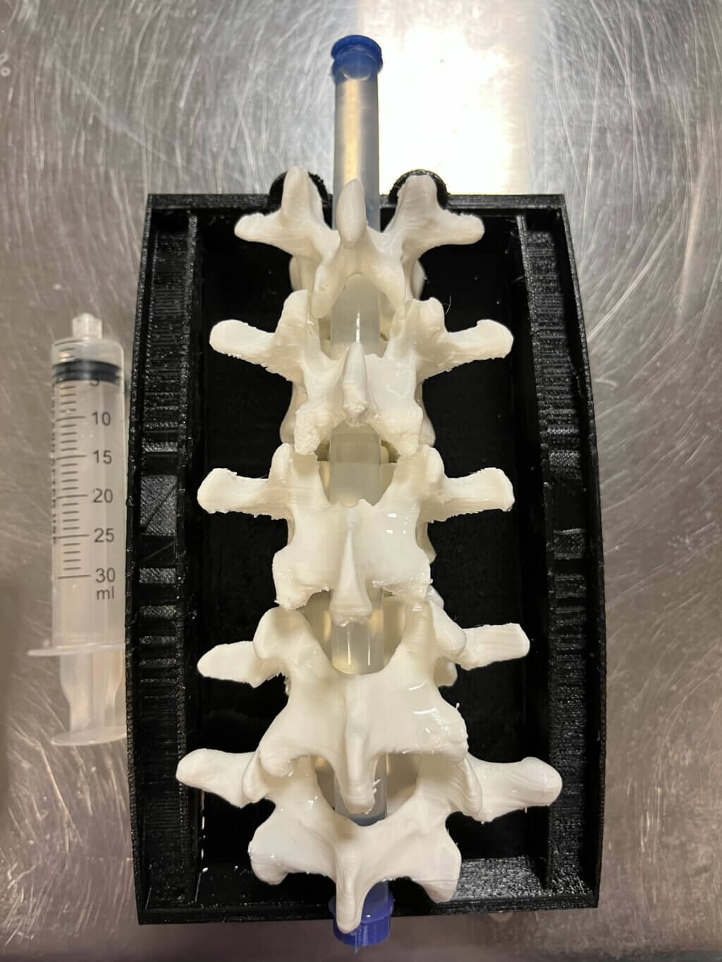 Filled spine tubing  inserted into vertebrae model.