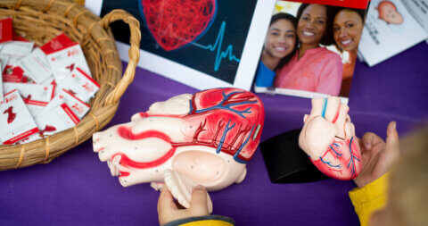 A childs hands examining an anatomical model of a heart on a purple table cloth
