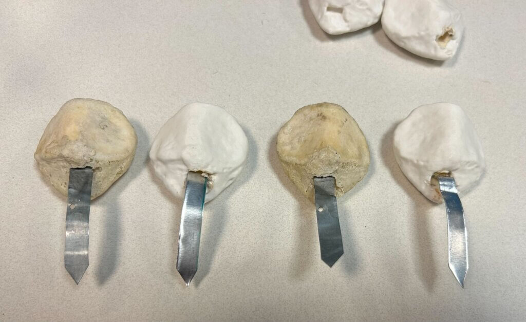 Original patella bones next to 3D printed scans.