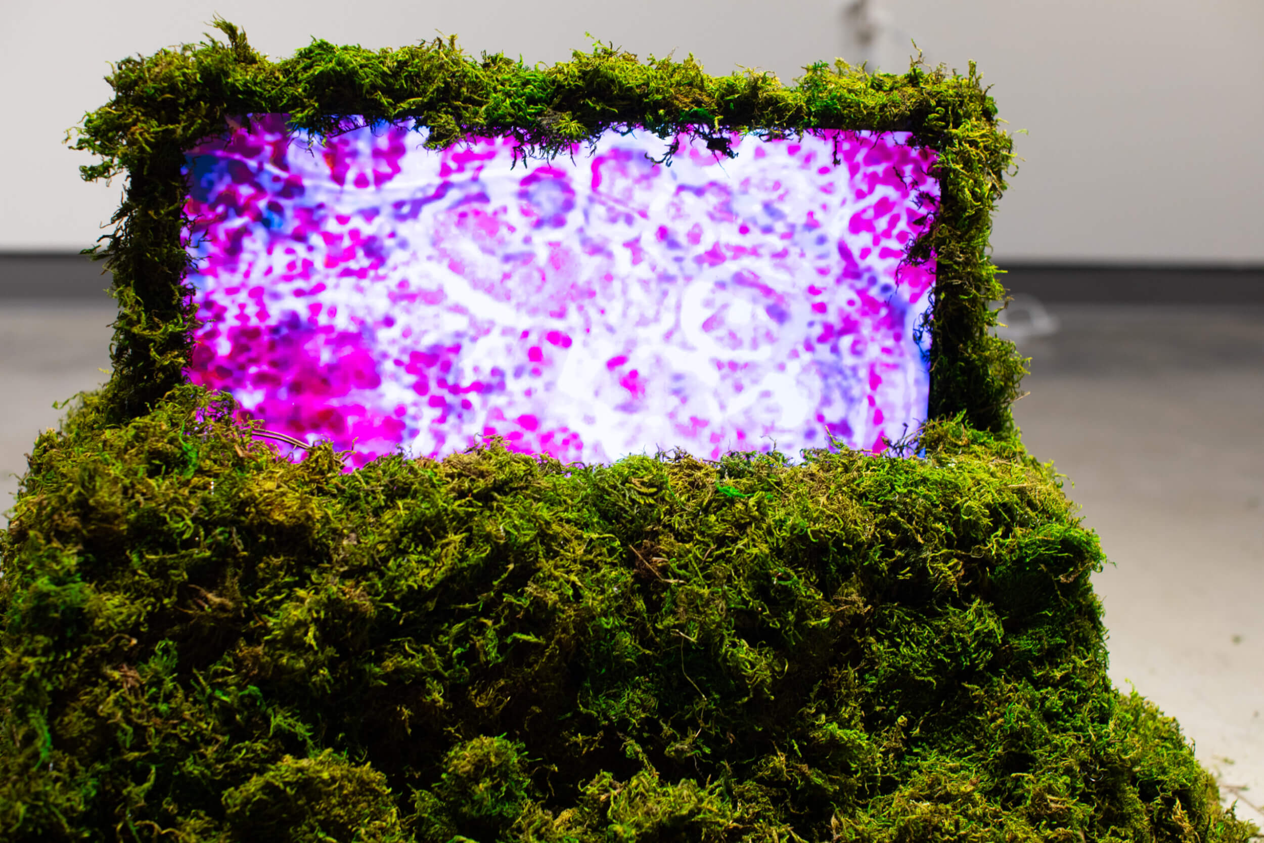 Interactive video on monitor covered in moss.