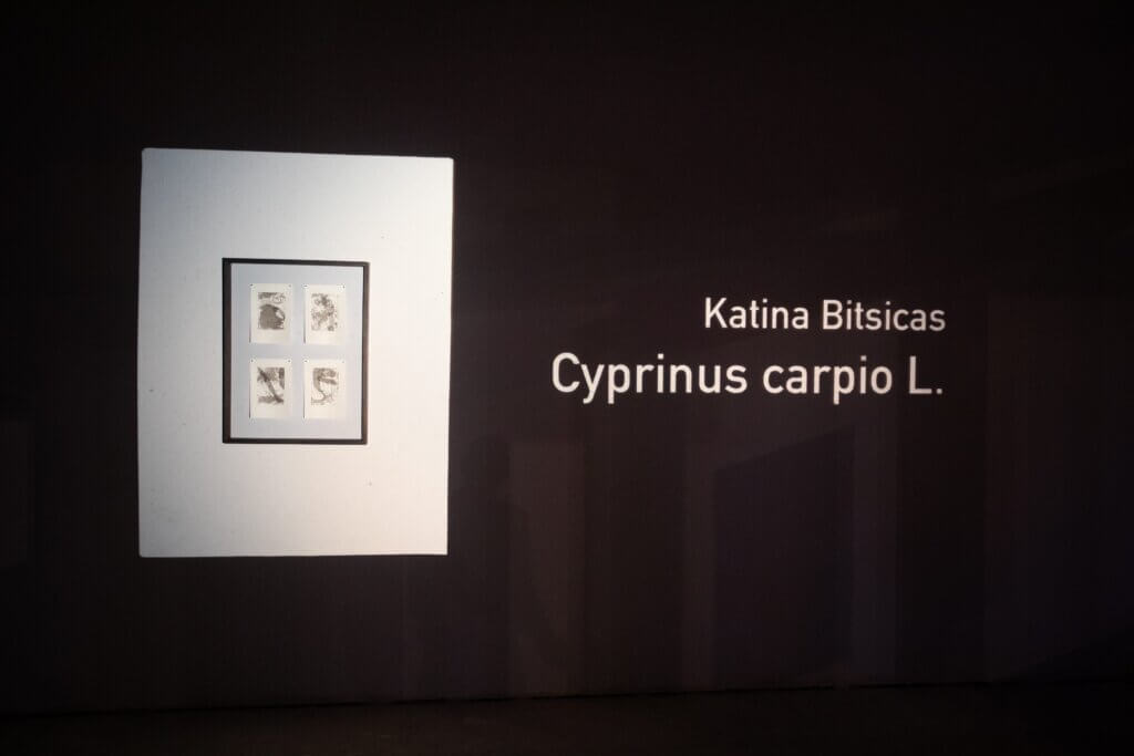 Overhead projection of exhibition title at entrance of exhibition Cyprinus carpio L.