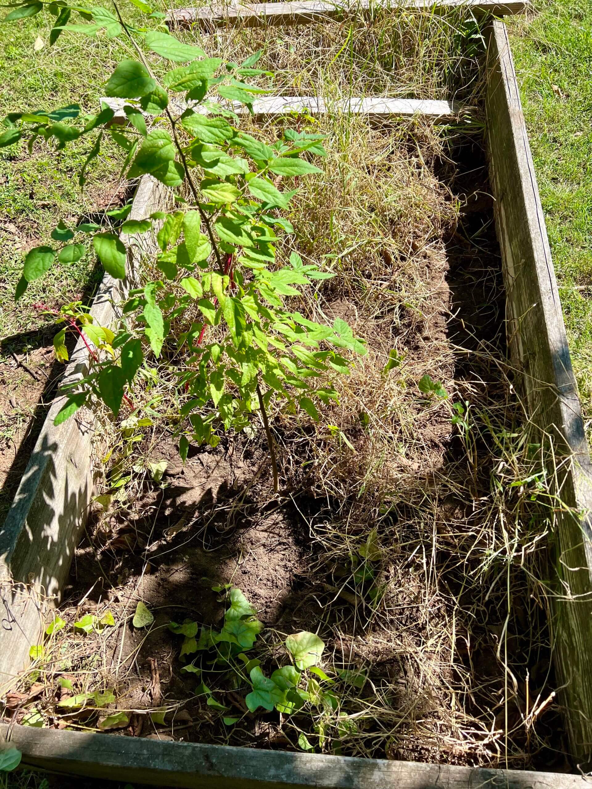 Garden bed outside of studio where glyphosate treated C-prints are buried.