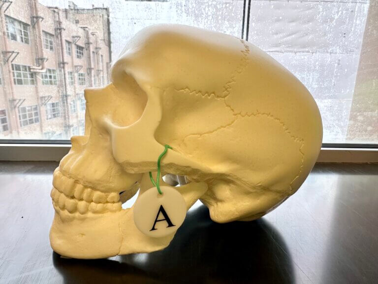 Anatomical skull model with practical tag attached for student practical exams