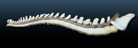 Spinal model horizontally oriented over a blue background